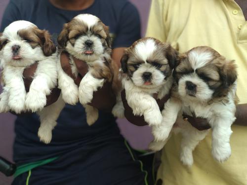 Super cute puppys